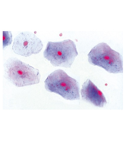 Mikroskopické preparáty - Soubor lidských preparátů - Normální histologie
