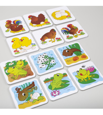 Vývoj - motýl, slepice, žába, tulipán