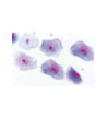 Mikroskopické preparáty - Soubor lidských preparátů - Normální histologie